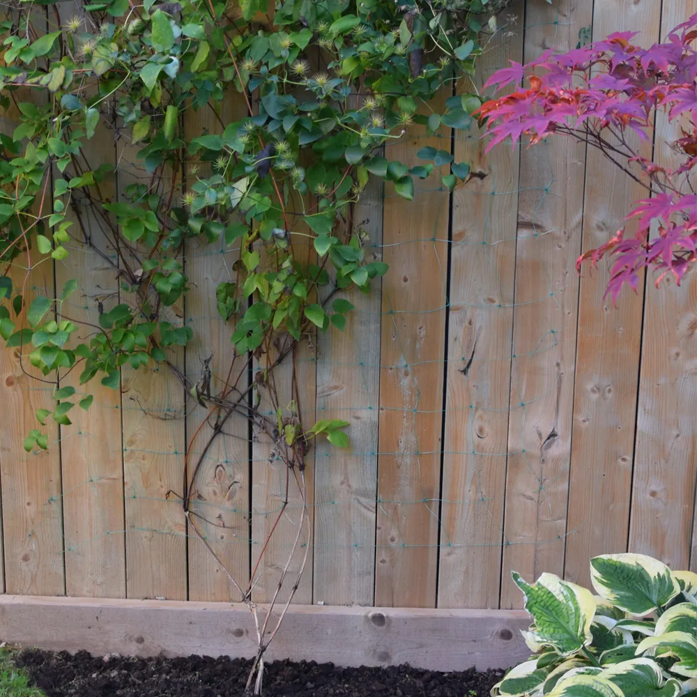 Garden Trellis - Image 4