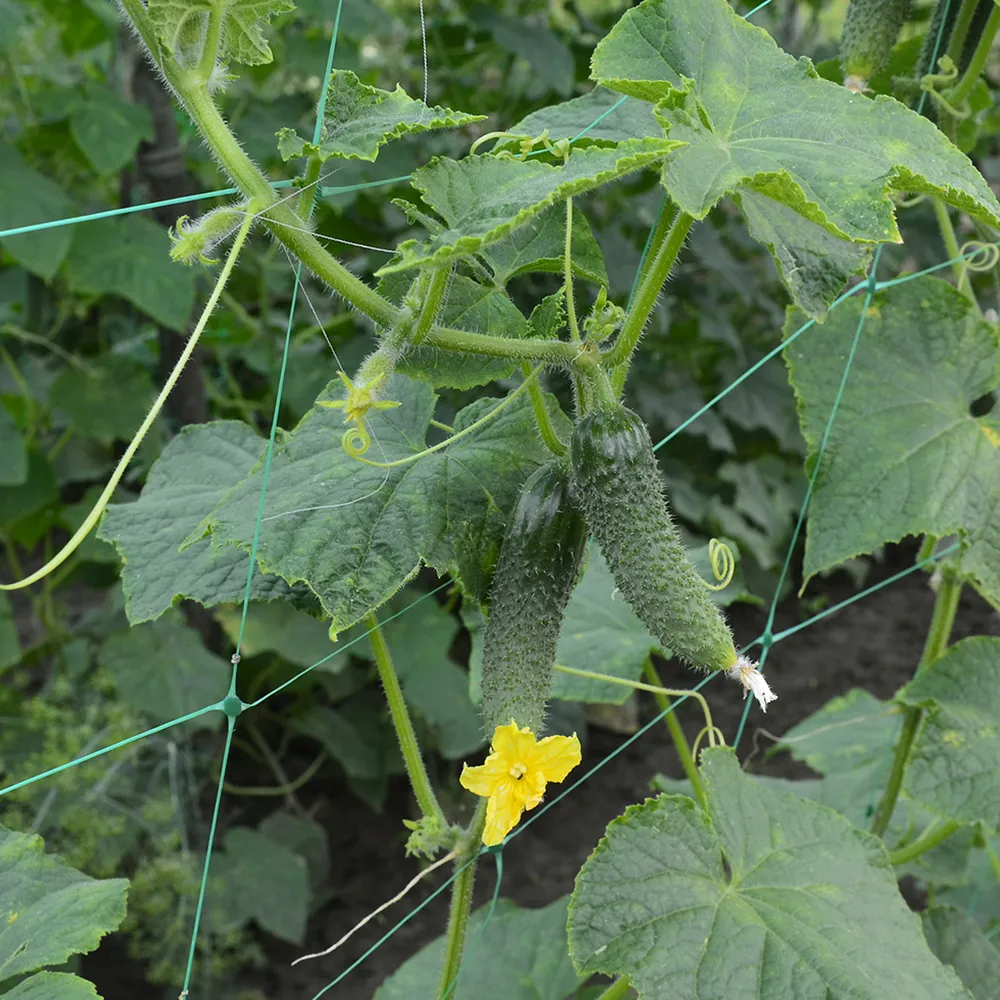 Garden Trellis - Image 3